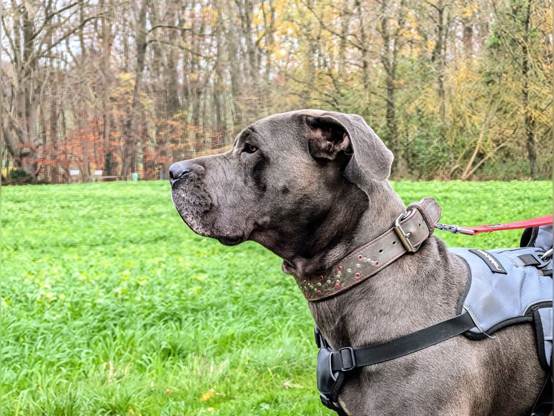 Rohdiamant Ronja sucht erfahrene Halter!
