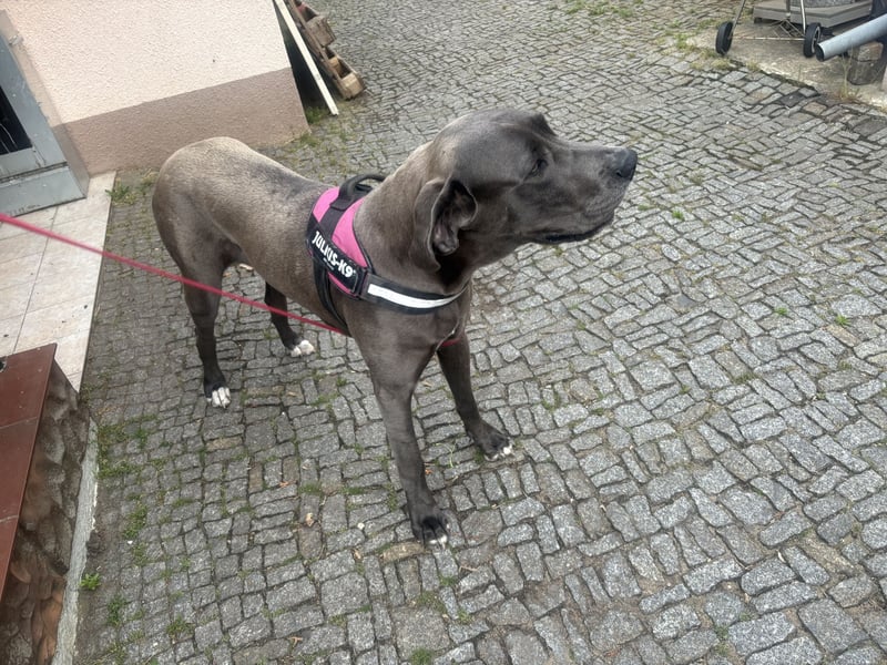 Deutsche Dogge