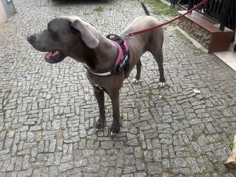 Deutsche Dogge