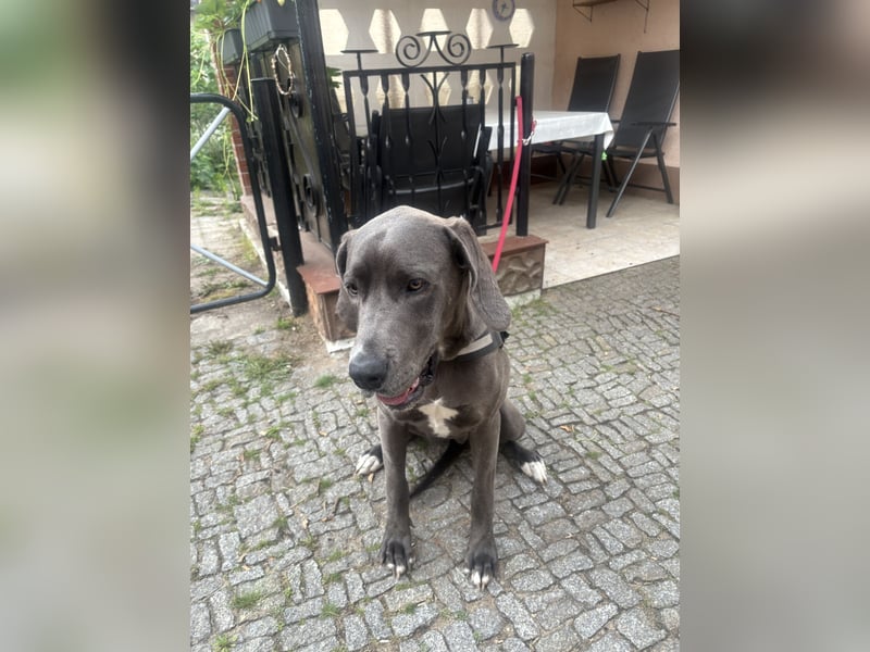 Deutsche Dogge