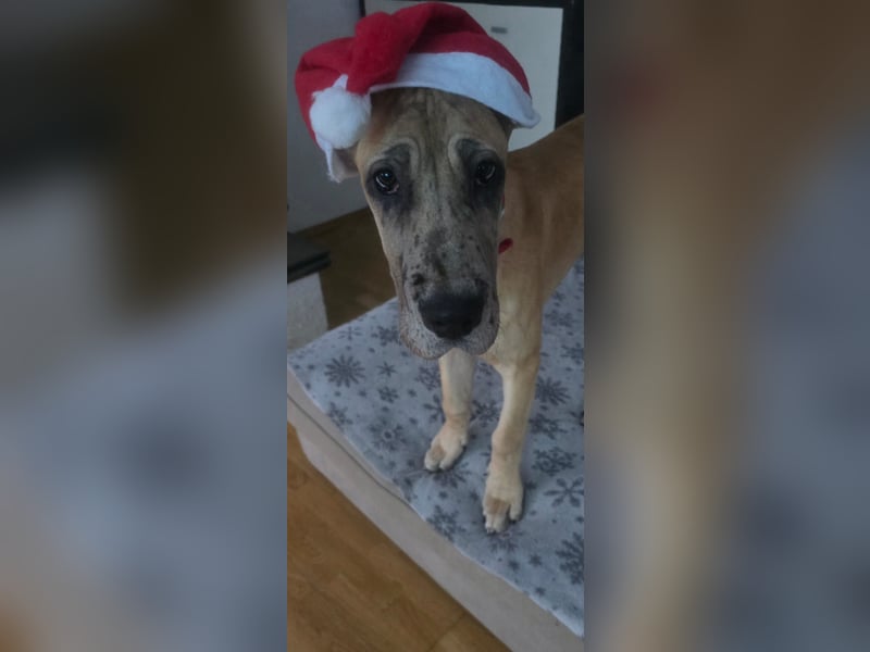 Deutsche dogge hündin