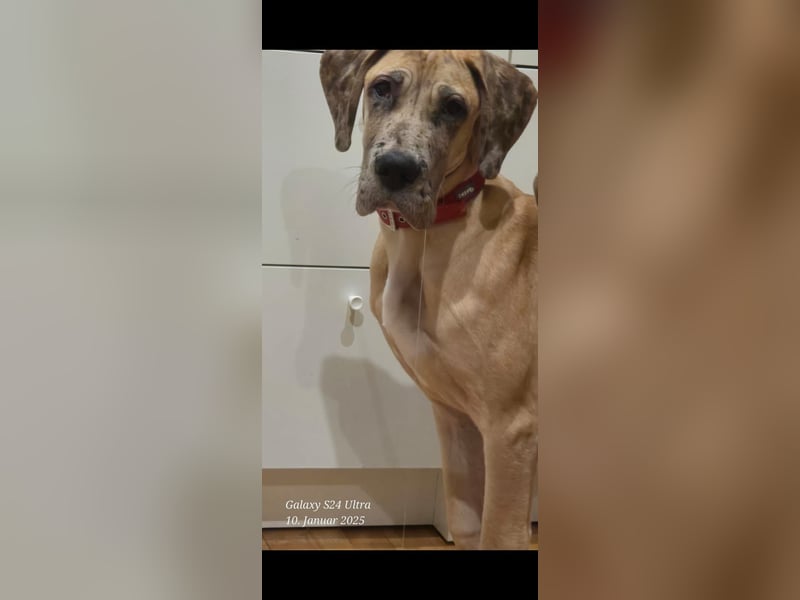Deutsche dogge hündin