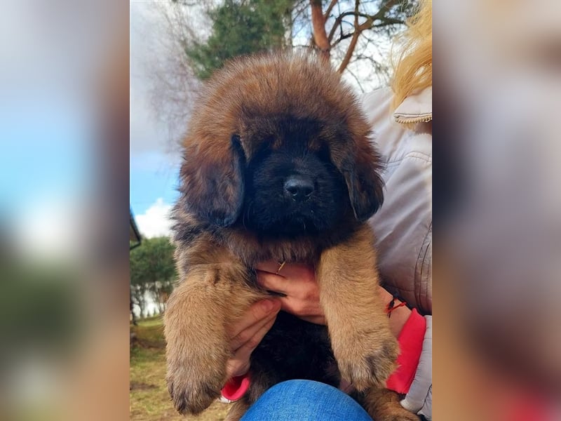 Do khyi Tibetischer Mastiff