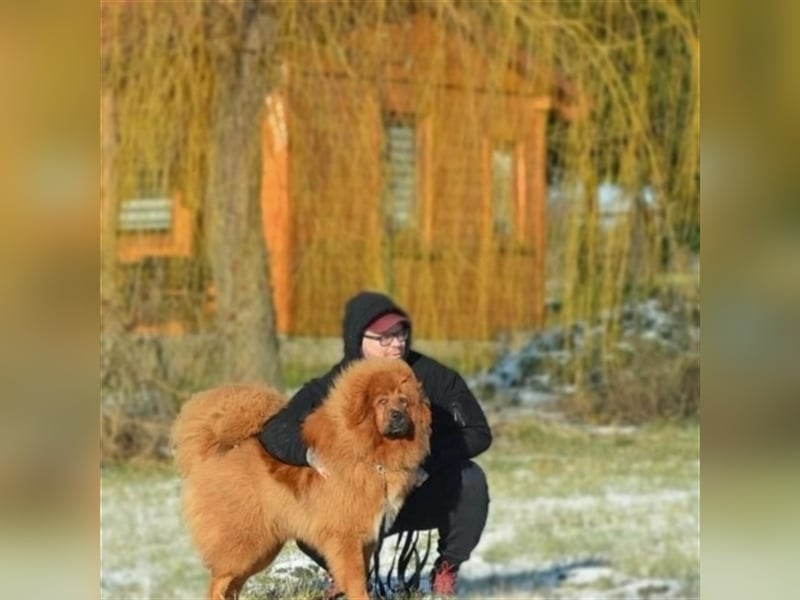 Do khyi Tibetischer Mastiff