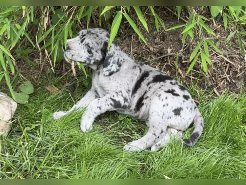Deutsche Doggen Welpen