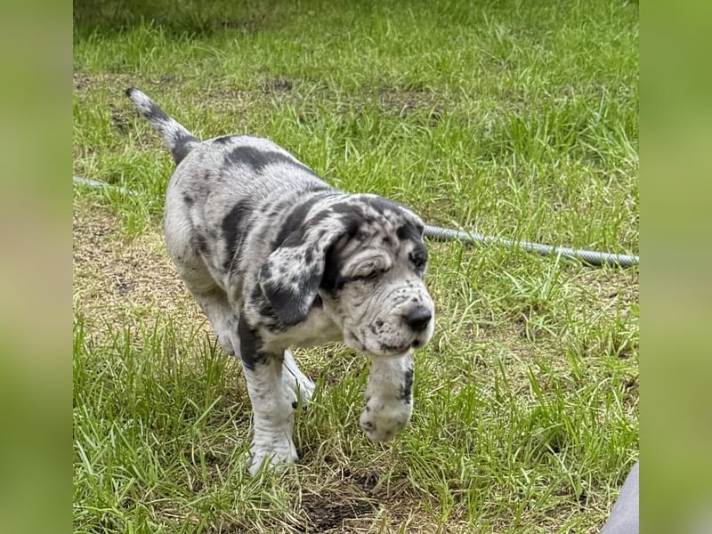 Deutsche Doggen Welpen