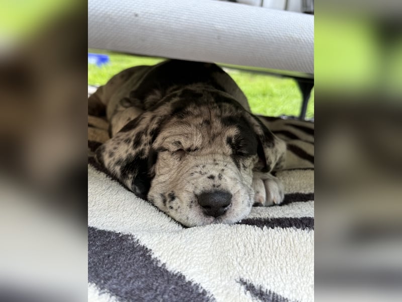 Deutsche Doggen Welpen