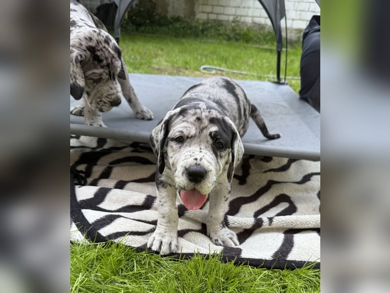 Deutsche Doggen Welpen