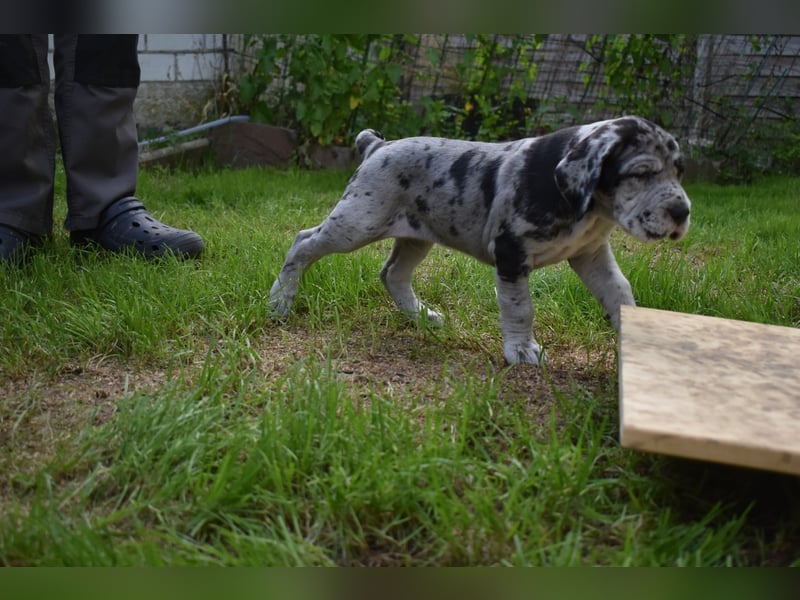 Deutsche Doggen Welpen