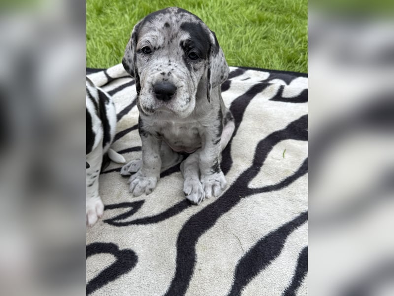 Deutsche Doggen Welpen