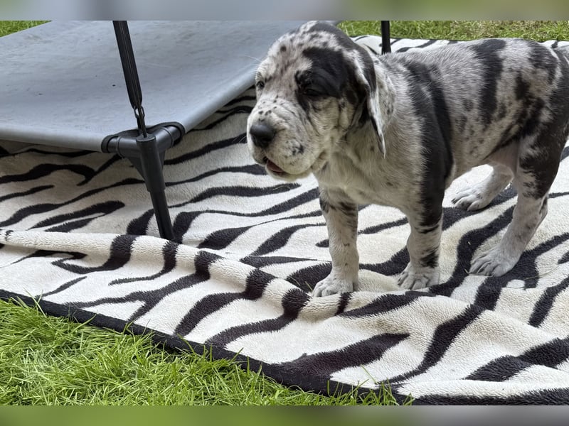 Deutsche Doggen Welpen