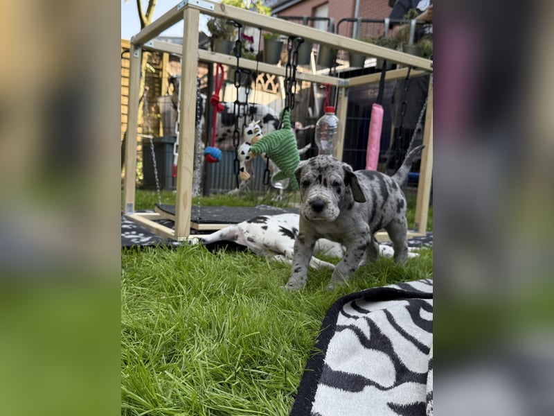 Deutsche Doggen Welpen