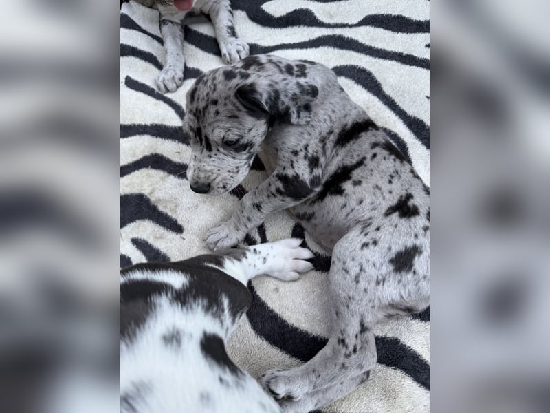 Deutsche Doggen Welpen