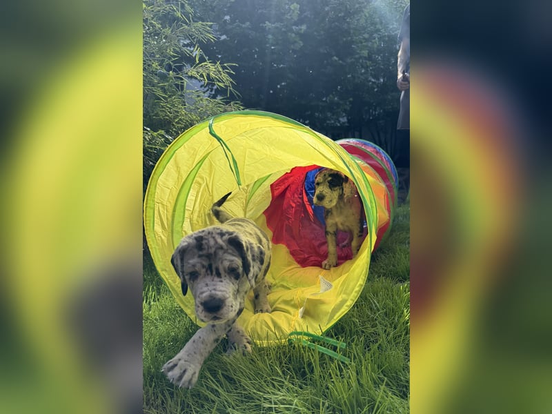 Deutsche Doggen Welpen