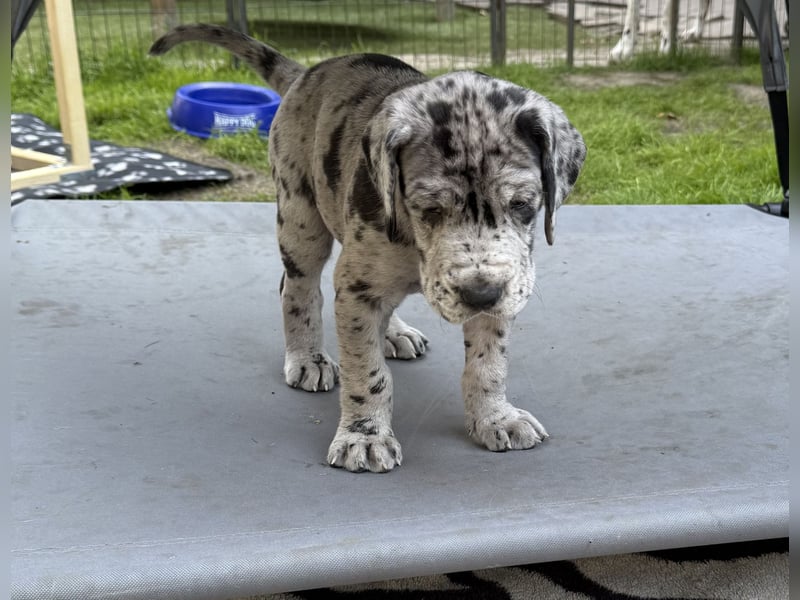 Deutsche Doggen Welpen