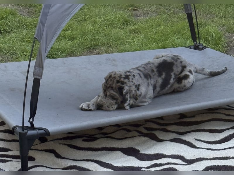 Deutsche Doggen Welpen