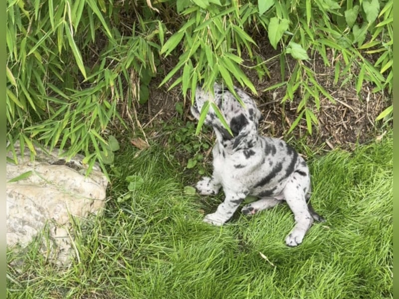 Deutsche Doggen Welpen