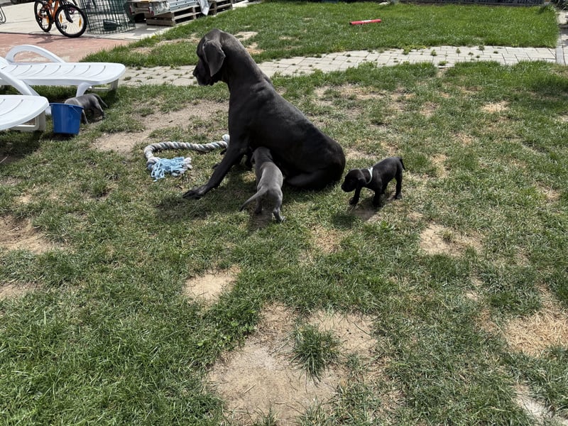 Deutsche Dogge Welpen