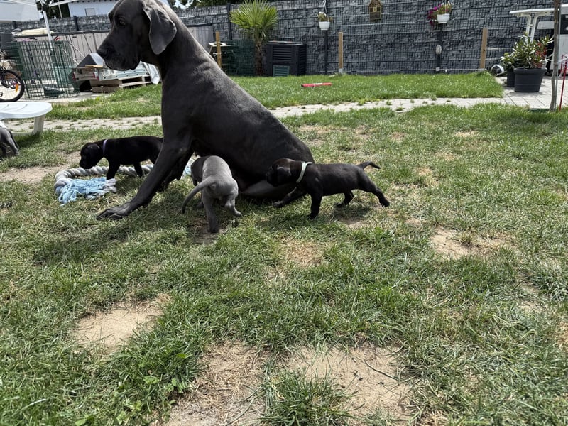 Deutsche Dogge Welpen
