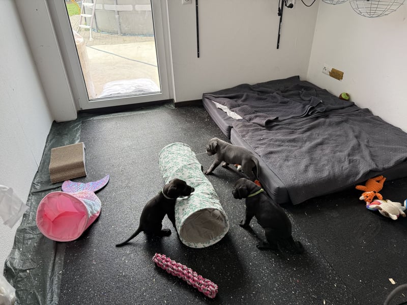 Deutsche Dogge Welpen