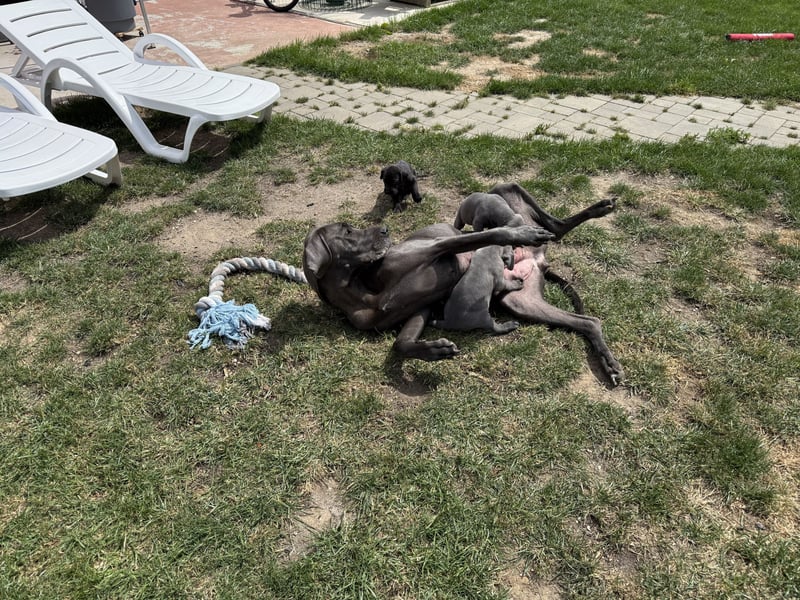 Deutsche Dogge Welpen