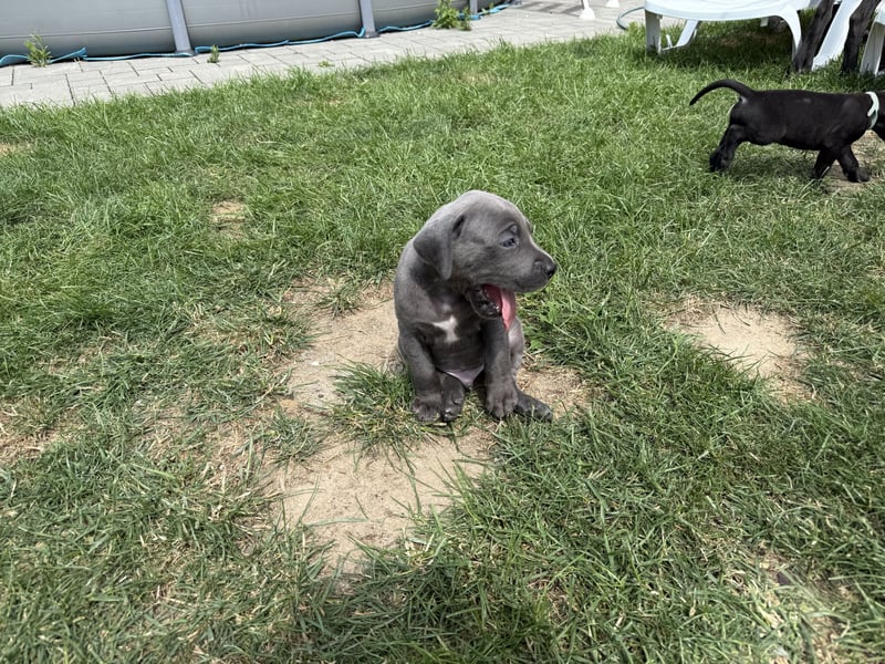 Deutsche Dogge Welpen