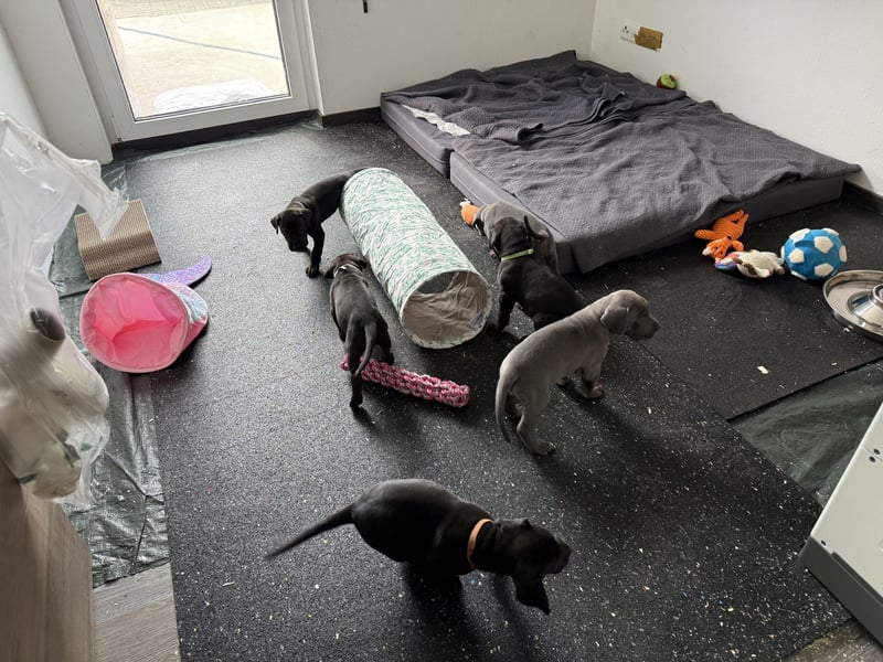 Deutsche Dogge Welpen