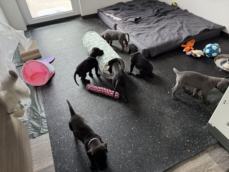 Deutsche Dogge Welpen