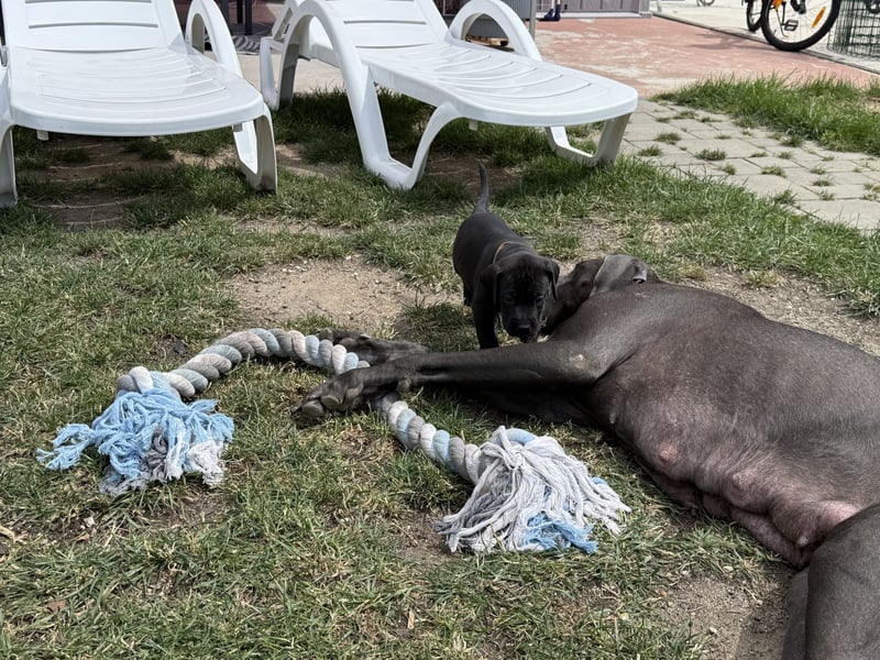 Deutsche Dogge Welpen