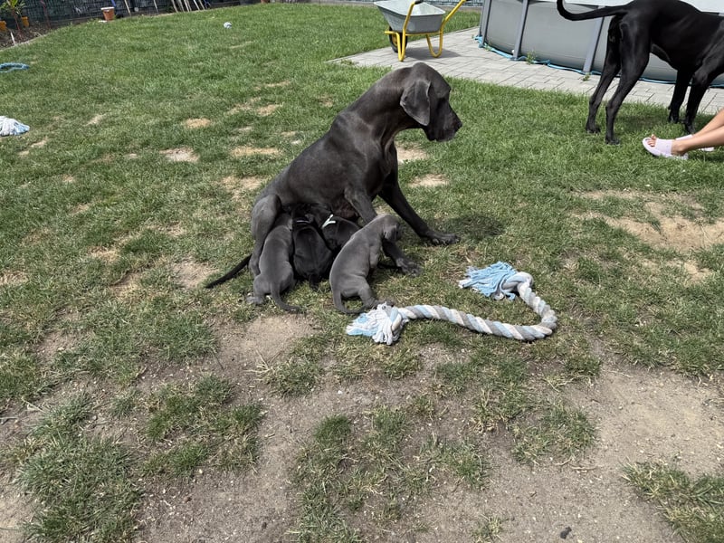 Deutsche Dogge Welpen