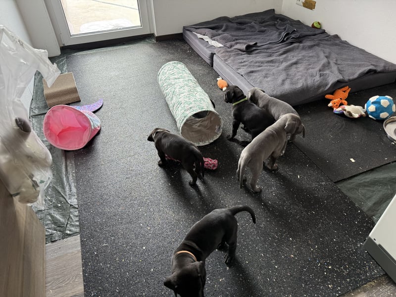 Deutsche Dogge Welpen