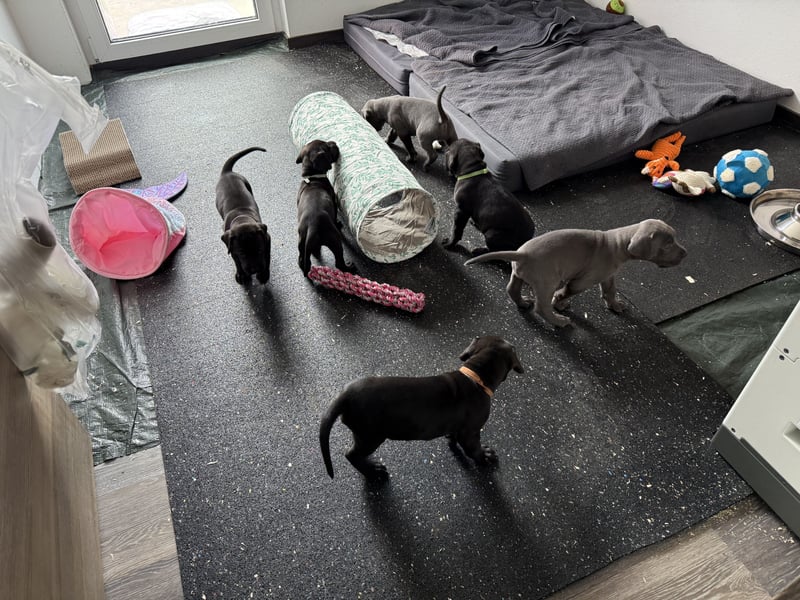 Deutsche Dogge Welpen
