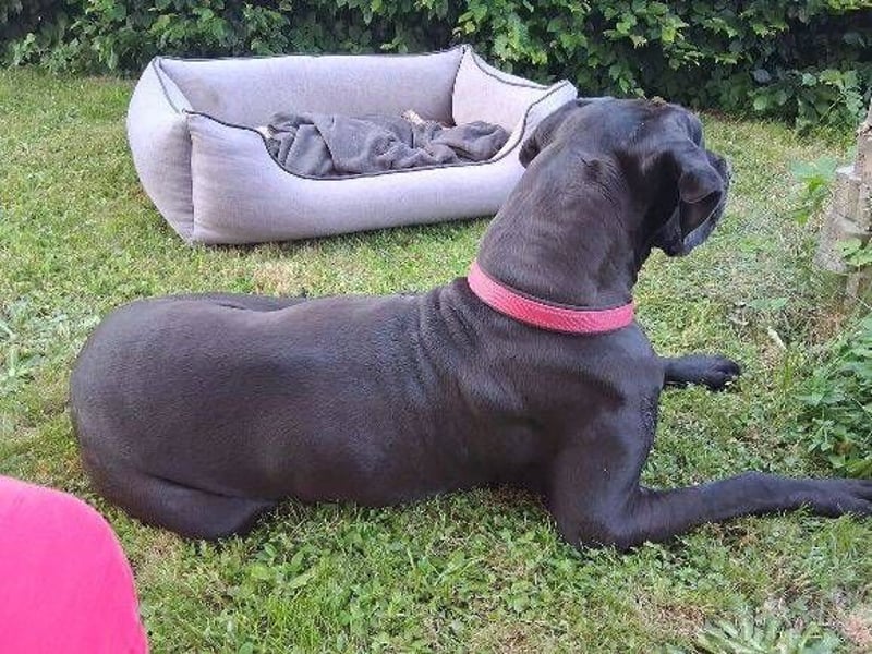 Bella, Dogge