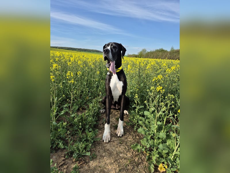 Ein Zuhause mit Herz gesucht – für unsere beeindruckende Deutsche Dogge