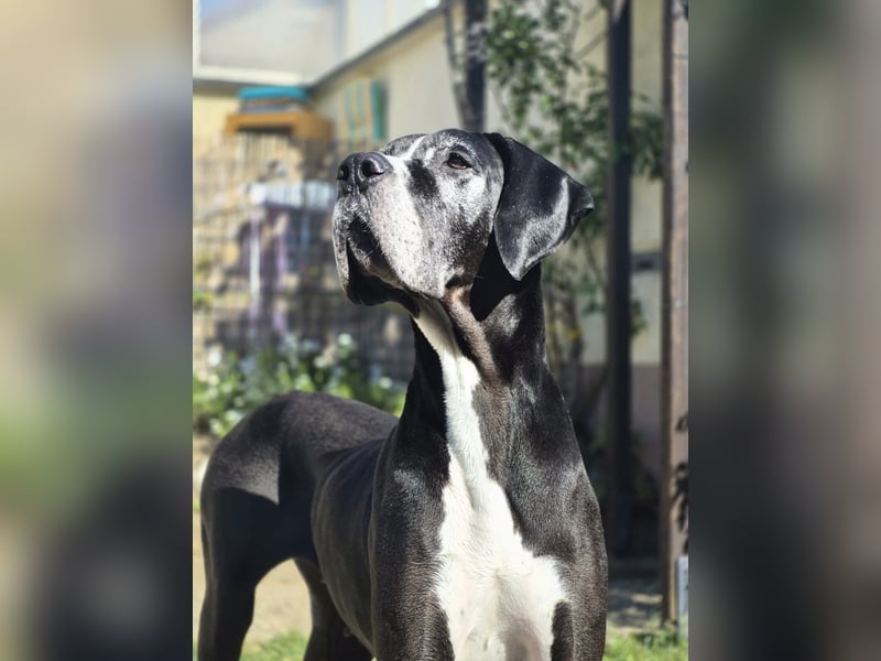 Ein Zuhause mit Herz gesucht – für unsere beeindruckende Deutsche Dogge