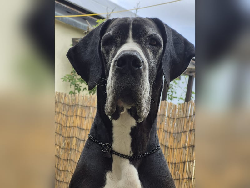 Ein Zuhause mit Herz gesucht – für unsere beeindruckende Deutsche Dogge