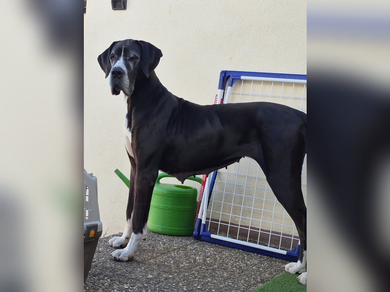 Ein Zuhause mit Herz gesucht – für unsere beeindruckende Deutsche Dogge
