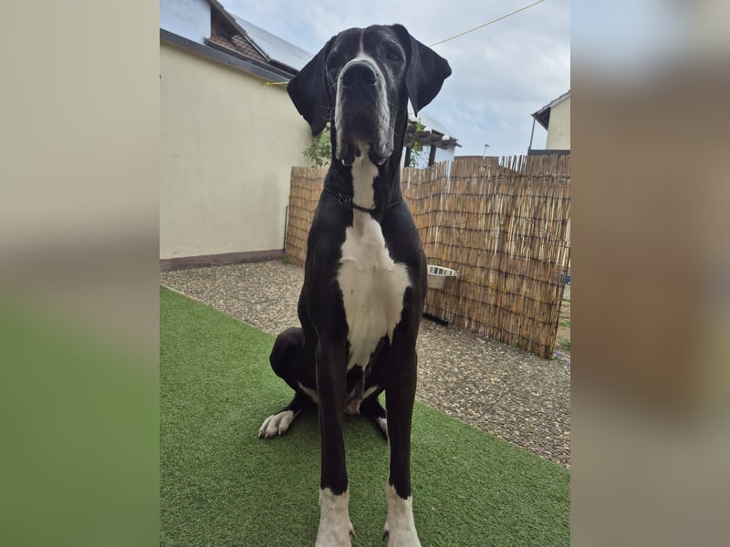 Ein Zuhause mit Herz gesucht – für unsere beeindruckende Deutsche Dogge