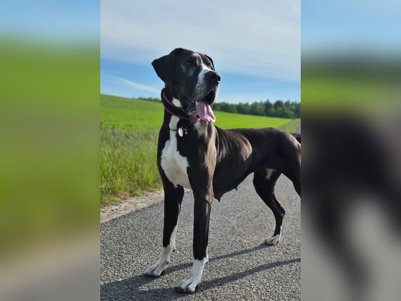 Ein Zuhause mit Herz gesucht – für unsere beeindruckende Deutsche Dogge