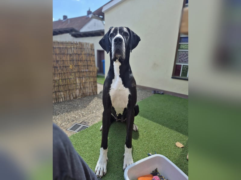 Ein Zuhause mit Herz gesucht – für unsere beeindruckende Deutsche Dogge