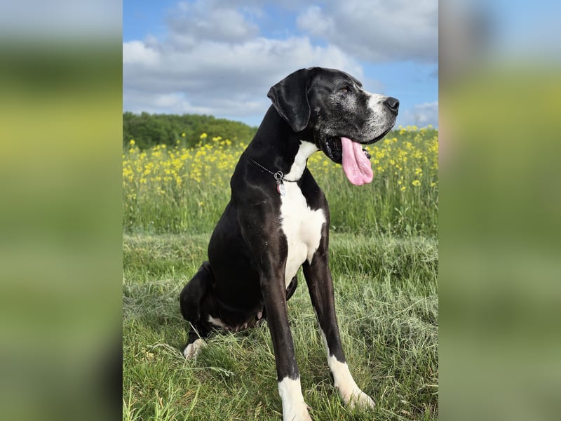 Ein Zuhause mit Herz gesucht – für unsere beeindruckende Deutsche Dogge