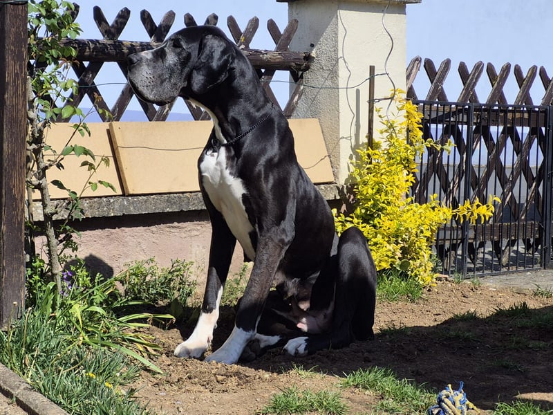 Ein Zuhause mit Herz gesucht – für unsere beeindruckende Deutsche Dogge