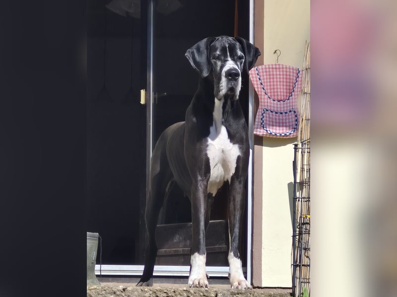 Ein Zuhause mit Herz gesucht – für unsere beeindruckende Deutsche Dogge