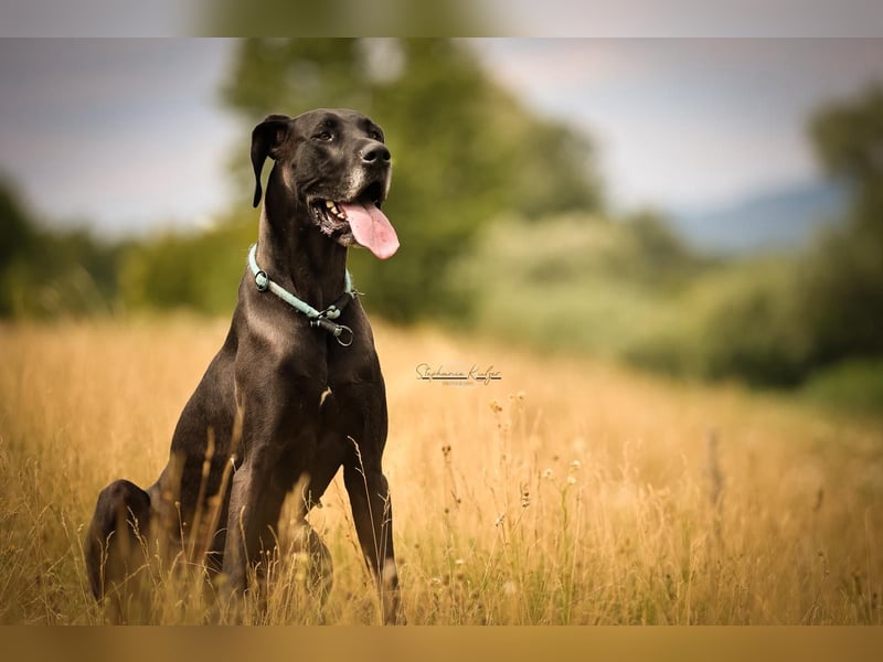 Deutsche Dogge