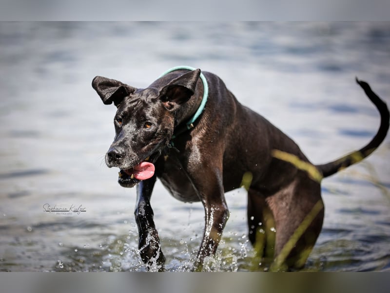 Deutsche Dogge