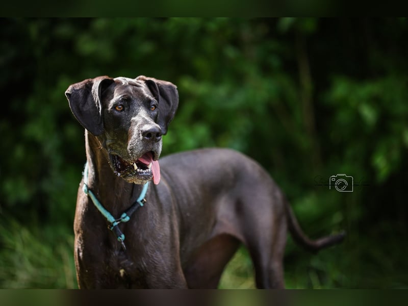 Deutsche Dogge