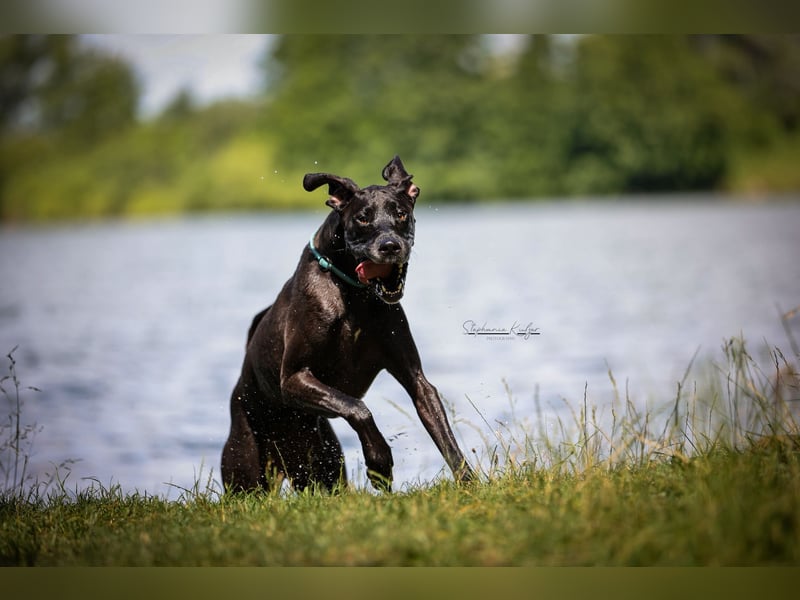 Deutsche Dogge
