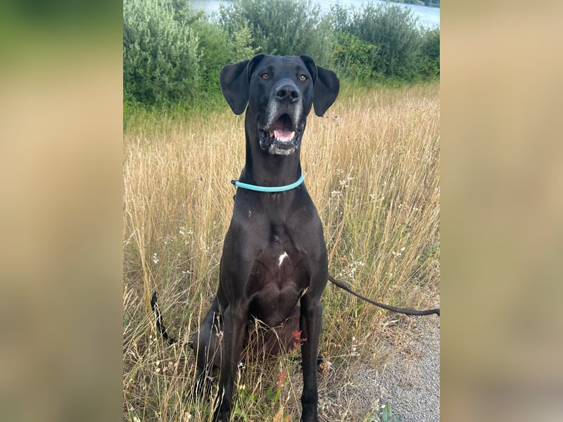 Deutsche Dogge