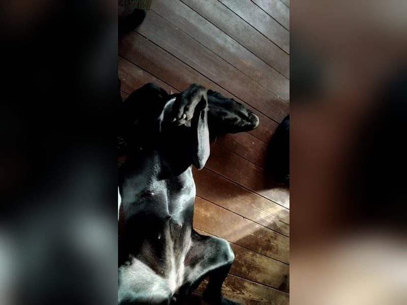 Suche ein neues zuhause für meine Doggen-Dame Muffin