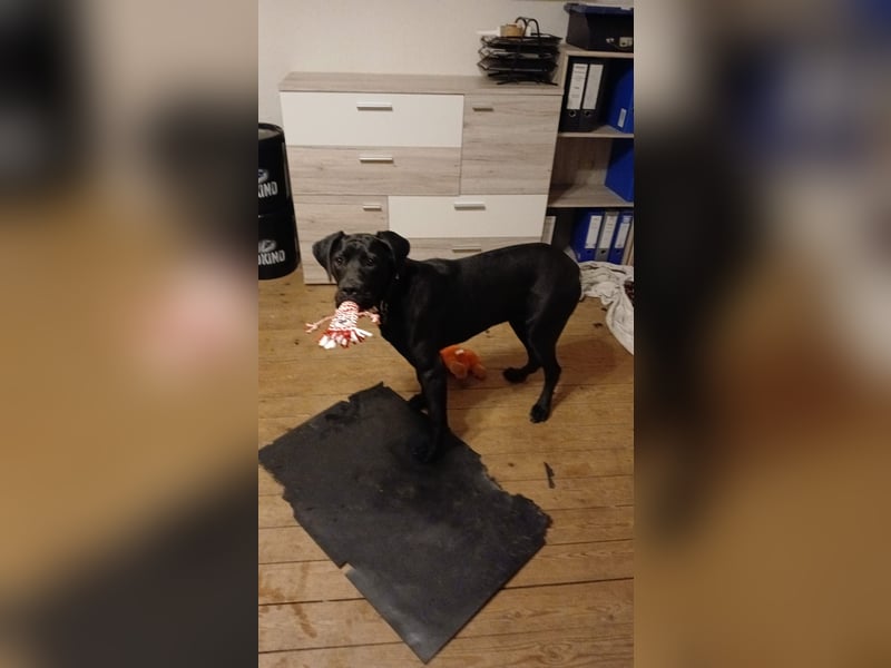 Suche ein neues zuhause für meine Doggen-Dame Muffin